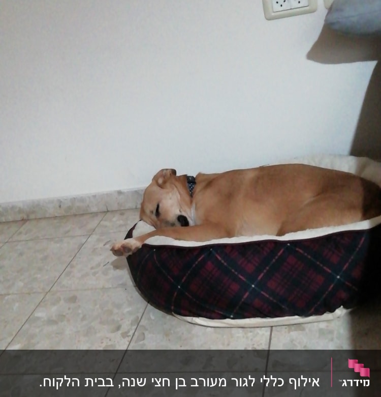כלב ישן במיטה על הרצפה